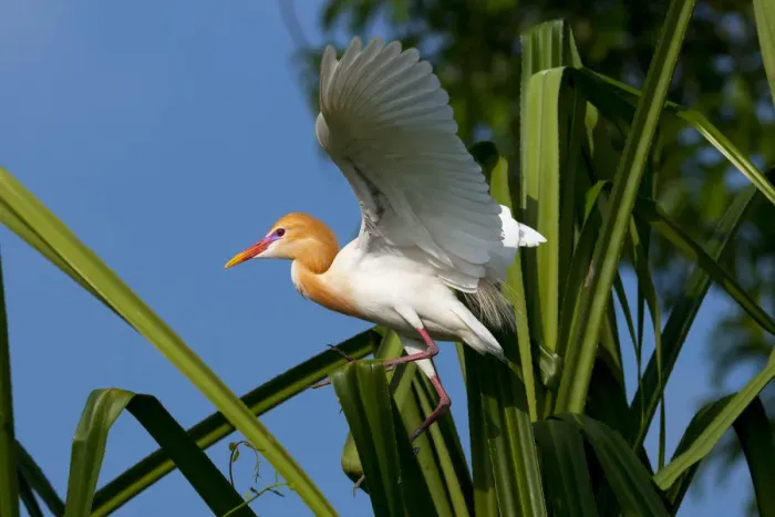 Framed Print : Cattle Egret (Bubulcus ibis) in breeding plumage, balancing on palm leaf, India Framed Print : Cattle Egret (Bubulcus ibis) in breeding plumage, balancing on palm leaf, India