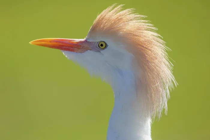 Framed Print : Cattle egret (Bubulcus ibis) head portrait, Branfere Animal and Botany Park, Morbihan, France