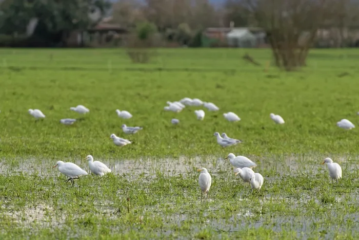 Framed Print : Cattle egrets (Bubulcus ibis) and Black-headed gulls (Chroicocephalus ridibundus) flock foraging on flooded pastureland, near Meare, Somerset Levels, England, UK. January Framed Print : Cattle egrets (Bubulcus ibis) and Black-headed gulls (Chroicocephalus ridibundus) flock foraging on flooded pastureland, near Meare, Somerset Levels, England, UK. January
