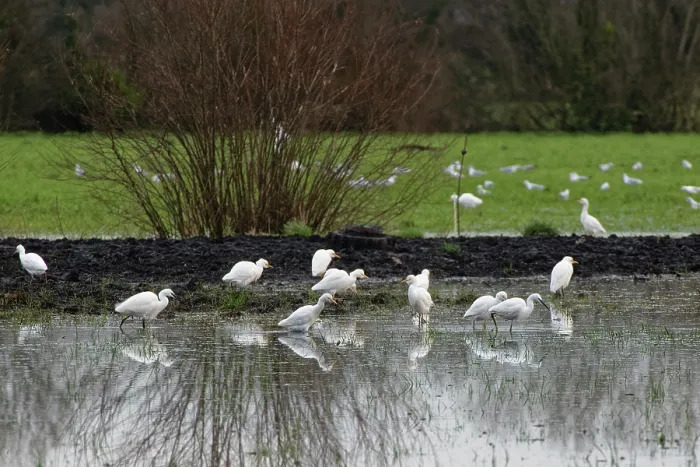 Framed Print : Cattle egrets (Bubulcus ibis) and Little egrets (Egretta garzetta) flock foraging on flooded pastureland, Somerset Levels, England, UK. January Framed Print : Cattle egrets (Bubulcus ibis) and Little egrets (Egretta garzetta) flock foraging on flooded pastureland, Somerset Levels, England, UK. January