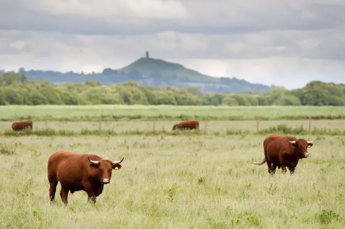 Framed Print : Cattle grazing on farmland at Shapwick Heath (Somerset Wildlife Trust) Nature Reserve Framed Print : Cattle grazing on farmland at Shapwick Heath (Somerset Wildlife Trust) Nature Reserve