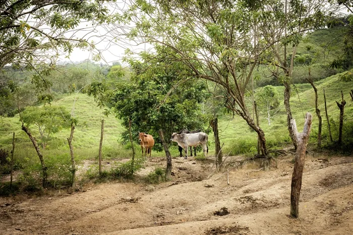 Framed Print : Cattle herd and soil degradation, close to El Encanto, Sierra Nevada de Santa Marta, Colombia. December, 2021 Framed Print : Cattle herd and soil degradation, close to El Encanto, Sierra Nevada de Santa Marta, Colombia. December, 2021
