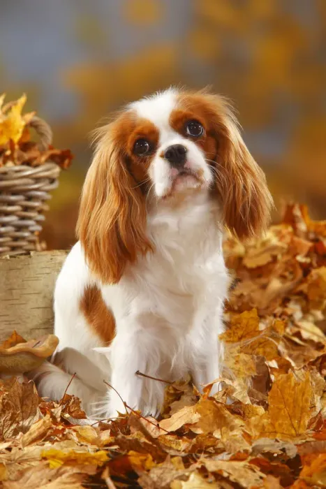 Framed Print : Cavalier King Charles Spaniel, blenheim coated, head portrait, sitting in autumn foliage