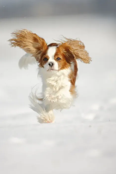 Framed Print : Cavalier King Charles Spaniel, blenheim coated, running over snow covered ground Framed Print : Cavalier King Charles Spaniel, blenheim coated, running over snow covered ground