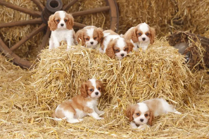 Framed Print : Cavalier King Charles Spaniel, puppies with blenheim colouration, resting in straw Framed Print : Cavalier King Charles Spaniel, puppies with blenheim colouration, resting in straw