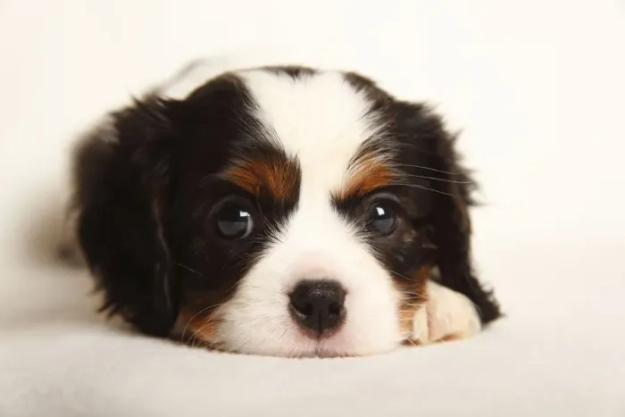 Framed Print : Cavalier King Charles Spaniel puppy, tricolour, 5 weeks Framed Print : Cavalier King Charles Spaniel puppy, tricolour, 5 weeks