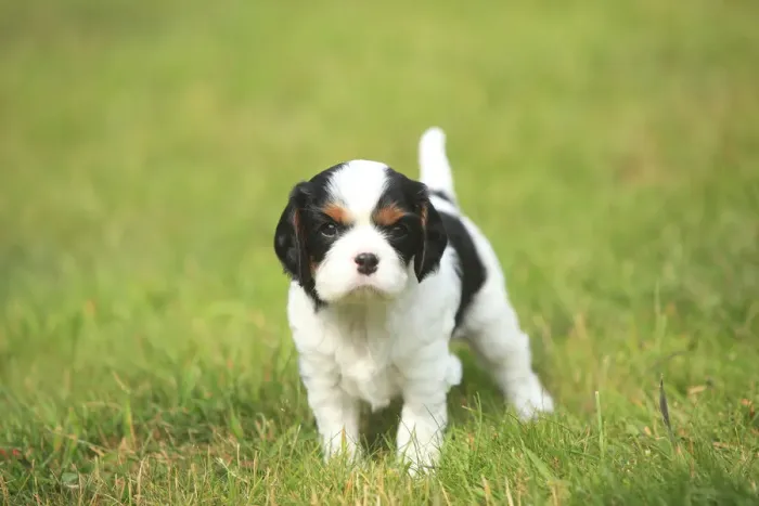 Framed Print : Cavalier King Charles Spaniel, puppy, tricolour, 5 weeks, standing on grass Framed Print : Cavalier King Charles Spaniel, puppy, tricolour, 5 weeks, standing on grass