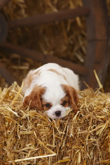 Framed Print : Cavalier King Charles Spaniel, puppy aged 7 weeks with blenheim colouration, resting Framed Print : Cavalier King Charles Spaniel, puppy aged 7 weeks with blenheim colouration, resting