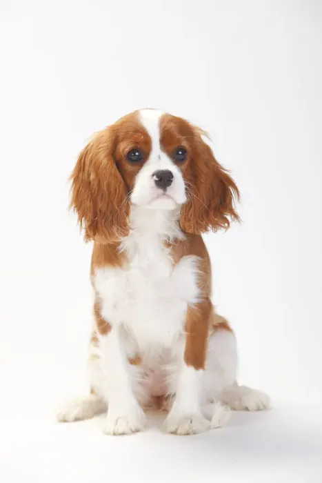 Framed Print : Cavalier King Charles Spaniel, puppy with blenheim coat sitting, aged 5 months Framed Print : Cavalier King Charles Spaniel, puppy with blenheim coat sitting, aged 5 months