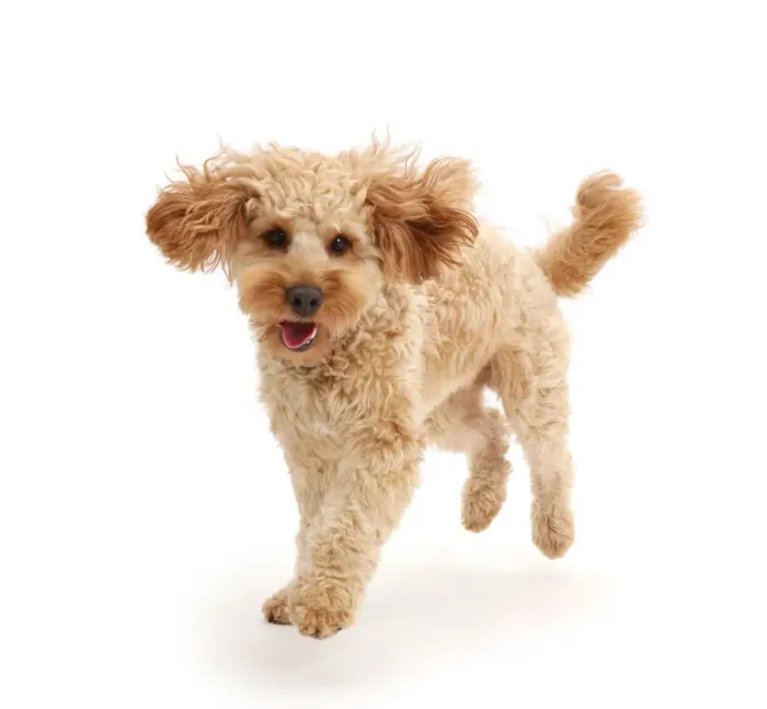 Framed Print : Cavapoo dog, Monty, 10 months, running Framed Print : Cavapoo dog, Monty, 10 months, running