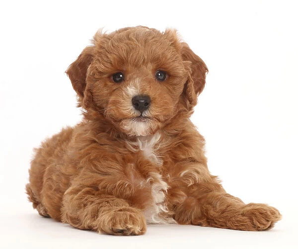 Cavapoo Puppy Lying With Head Up For