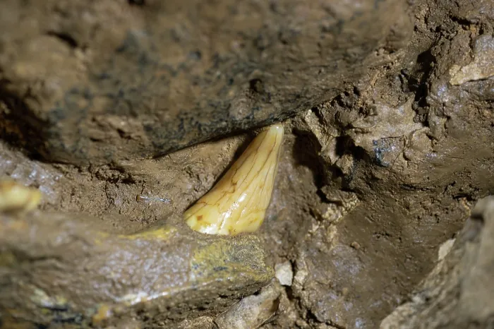 Framed Print : Cave bear (Ursus spelaeus) canine tooth fossil embedded in roof of Krizna Jama cave, Slovenia. May, 2023 Framed Print : Cave bear (Ursus spelaeus) canine tooth fossil embedded in roof of Krizna Jama cave, Slovenia. May, 2023