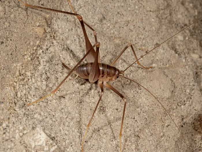 Framed Print : Cave cricket (Dolichopoda geniculata) resting on tunnel wall, Buonrespiro, Orvieto, Umbria, Italy. February Framed Print : Cave cricket (Dolichopoda geniculata) resting on tunnel wall, Buonrespiro, Orvieto, Umbria, Italy. February