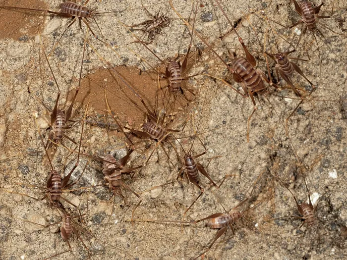 Framed Print : Cave crickets (Dolichopoda geniculata) colony resting on tunnel wall, Buonrespiro, Orvieto, Umbria, Italy. February Framed Print : Cave crickets (Dolichopoda geniculata) colony resting on tunnel wall, Buonrespiro, Orvieto, Umbria, Italy. February