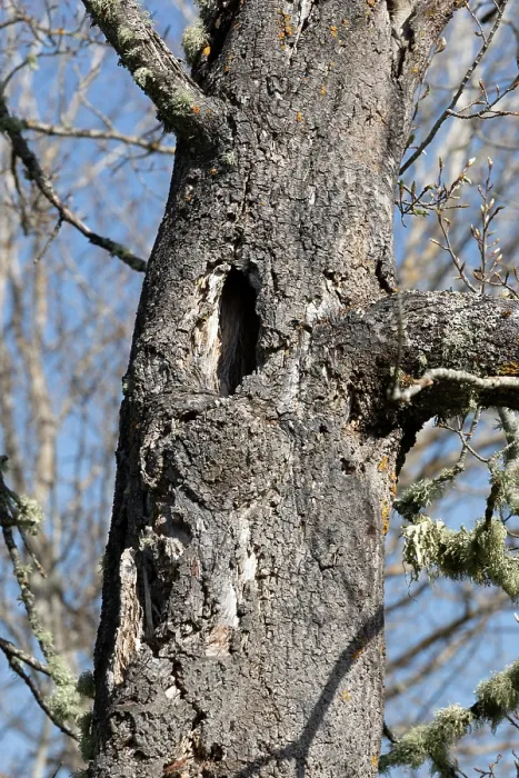 Framed Print : Cavity in trunk of mature Aspen tree (Populus tremula) providing a potential nest site of breeding birds, Cairngorms National Park, Scotland, UK. May Framed Print : Cavity in trunk of mature Aspen tree (Populus tremula) providing a potential nest site of breeding birds, Cairngorms National Park, Scotland, UK. May