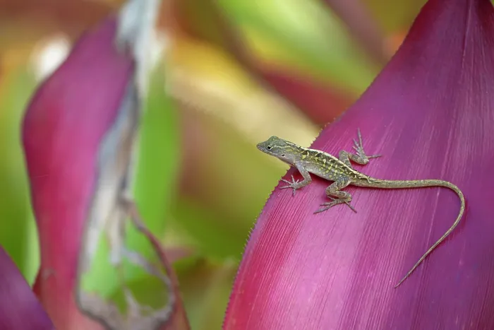 Framed Print : Cayman blue-throated anole (Anolis conspersus) female, resting on a leaf, Queen Elizabeth Botanic Garden, Grand Cayman, Cayman Islands Framed Print : Cayman blue-throated anole (Anolis conspersus) female, resting on a leaf, Queen Elizabeth Botanic Garden, Grand Cayman, Cayman Islands