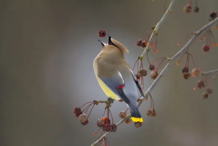 Framed Print : Cedar waxwing (Bombycilla cedrorum) catching Crabapple (Malus sp) fruit in beak, New York Framed Print : Cedar waxwing (Bombycilla cedrorum) catching Crabapple (Malus sp) fruit in beak, New York
