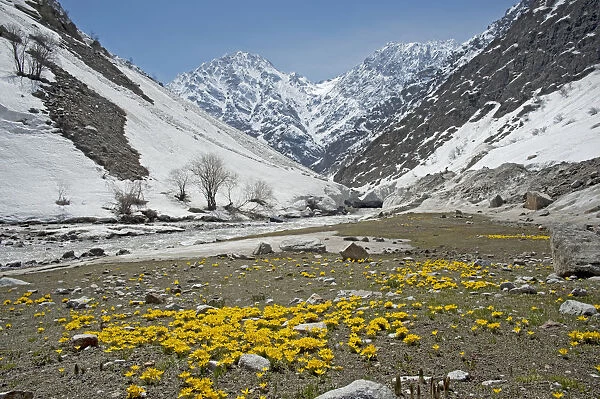 Celandine crocus (Crocus korolkowii) carpets in areas of snowmelt. Near Ansob Pass, Tajikistan