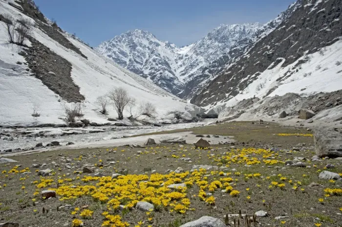 Framed Print : Celandine crocus (Crocus korolkowii) carpets in areas of snowmelt. Near Ansob Pass, Tajikistan Framed Print : Celandine crocus (Crocus korolkowii) carpets in areas of snowmelt. Near Ansob Pass, Tajikistan