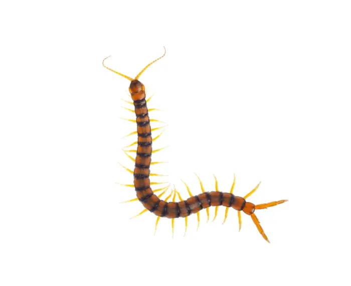 Framed Print : Centipede (Scolopendra cingulata) Huelva, Andalucia, Spain, May 2009. WWE OUTDOOR EXHIBITION