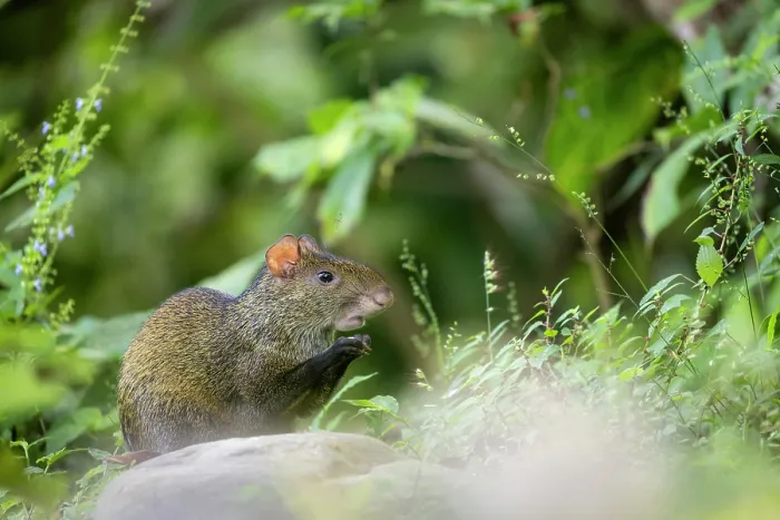 Framed Print : Central American agouti (Dasyprocta punctata) feeding, Sierra Nevada de Santa Marta, Colombia Framed Print : Central American agouti (Dasyprocta punctata) feeding, Sierra Nevada de Santa Marta, Colombia