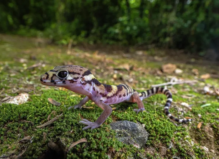 Framed Print : Central American banded gecko (Coleonyx mitratus) portrait, Heloderma Natural Reserve, Zacapa, Guatemala Framed Print : Central American banded gecko (Coleonyx mitratus) portrait, Heloderma Natural Reserve, Zacapa, Guatemala