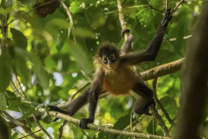 Framed Print : Central American spider monkey (Ateles geoffroyi) juvenile, Corcovado National Park Framed Print : Central American spider monkey (Ateles geoffroyi) juvenile, Corcovado National Park