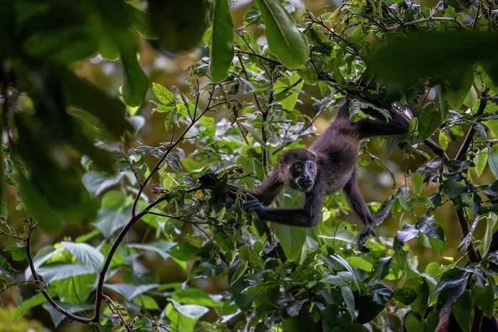Framed Print : Central American spider monkey (Ateles geoffroyi) juvenile, foraging in tree top, Curu, Costa Rica. Endangered Framed Print : Central American spider monkey (Ateles geoffroyi) juvenile, foraging in tree top, Curu, Costa Rica. Endangered