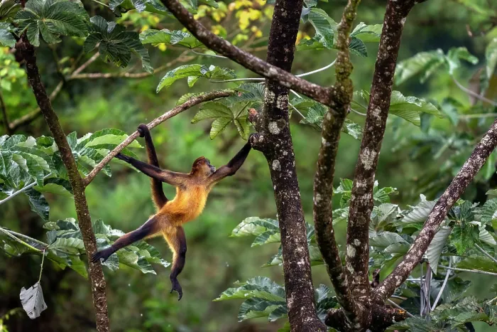 Framed Print : Central American spider monkey (Ateles geoffroyi) swinging from tree to tree in rainforest, Arenal, Costa Rica Framed Print : Central American spider monkey (Ateles geoffroyi) swinging from tree to tree in rainforest, Arenal, Costa Rica