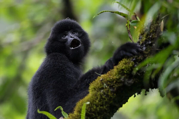 Central Yunnan black crested gibbon (Nomascus concolor jingdongensis), dominant male vocalising