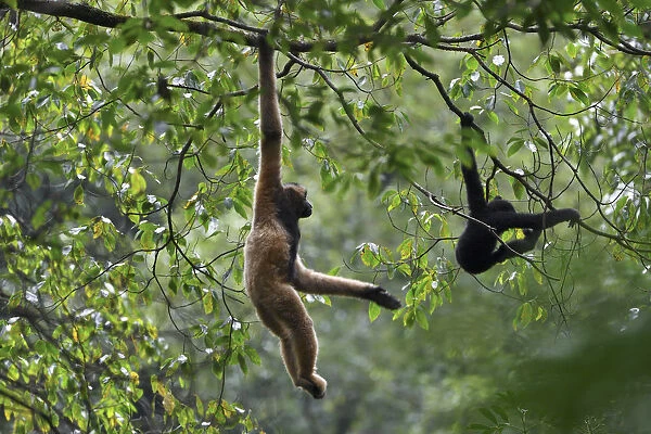 Central Yunnan black crested gibbon (Nomascus concolor jingdongensis), mother