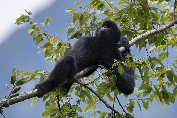 Central Yunnan black crested gibbon (Nomascus concolor jingdongensis), alpha male lounging in tree