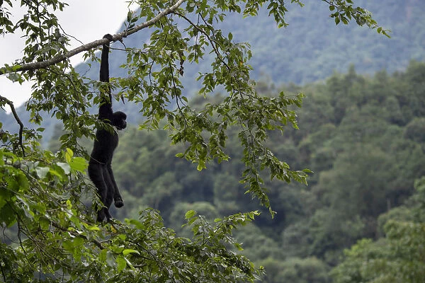Central Yunnan black crested gibbon (Nomascus concolor jingdongensis), alpha male hanging from tree