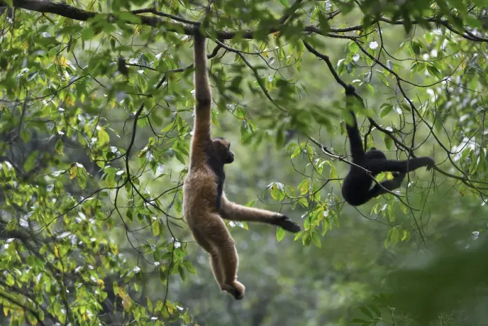 Framed Print : Central Yunnan black crested gibbon (Nomascus concolor jingdongensis), mother Framed Print : Central Yunnan black crested gibbon (Nomascus concolor jingdongensis), mother