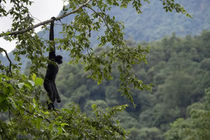 Framed Print : Central Yunnan black crested gibbon (Nomascus concolor jingdongensis), alpha male hanging from tree Framed Print : Central Yunnan black crested gibbon (Nomascus concolor jingdongensis), alpha male hanging from tree