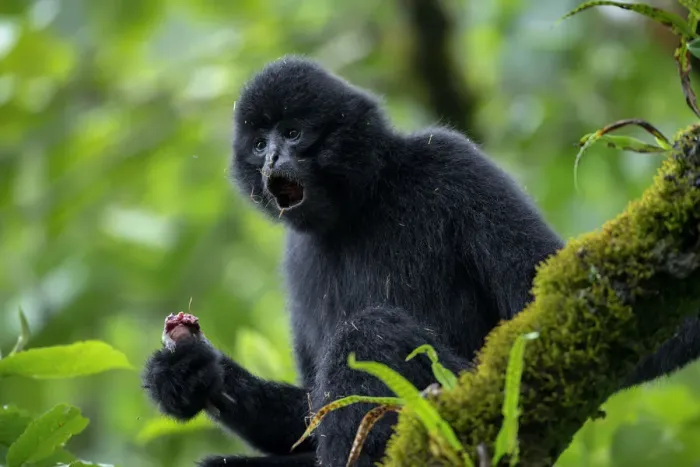Framed Print : Central Yunnan black crested gibbon (Nomascus concolor jingdongensis), alpha male Framed Print : Central Yunnan black crested gibbon (Nomascus concolor jingdongensis), alpha male
