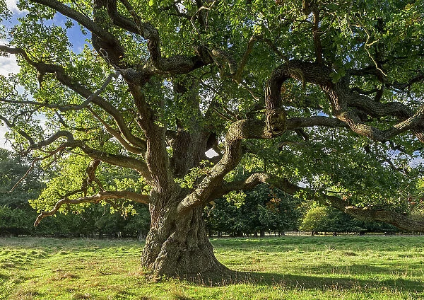Centuries old English oak  /  pedunculate oak (Quercus robur) in late summer  /  autumn, Denmark. September 2018