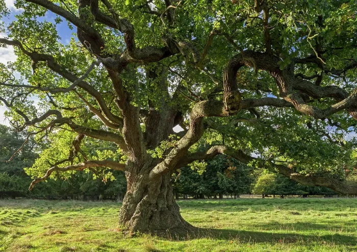 Framed Print : Centuries old English oak / pedunculate oak (Quercus robur) in late summer / autumn, Denmark. September 2018 Framed Print : Centuries old English oak / pedunculate oak (Quercus robur) in late summer / autumn, Denmark. September 2018