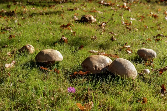 Framed Print : Cep (Boletus edulis) mushrooms in a meadow, Ille et Vilaine, Brittany, France. October Framed Print : Cep (Boletus edulis) mushrooms in a meadow, Ille et Vilaine, Brittany, France. October
