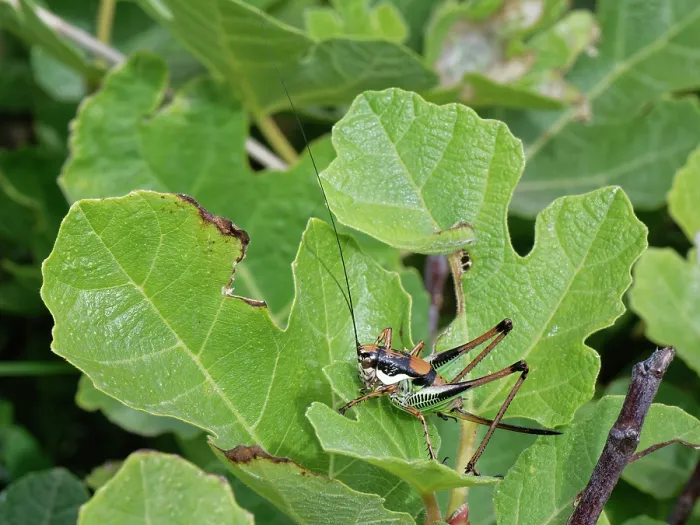 Framed Print : Chabrier's bush cricket (Eupholidoptera chabrieri garganica) female, sunning on coastal vegetation, Corfu, Greece. May Framed Print : Chabrier's bush cricket (Eupholidoptera chabrieri garganica) female, sunning on coastal vegetation, Corfu, Greece. May