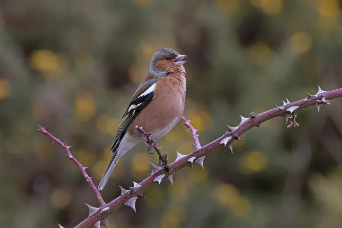 Framed Print : Chaffinch (Fringilla coelebs) male, perched on branch, Suffolk, UK. February