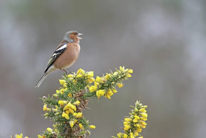 Framed Print : Chaffinch (Fringilla coelebs) male, perched on flowering Gorse (Ulex sp.) singing, Suffolk, UK. February Framed Print : Chaffinch (Fringilla coelebs) male, perched on flowering Gorse (Ulex sp.) singing, Suffolk, UK. February