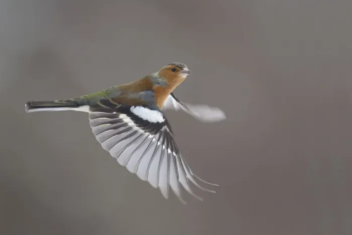 Framed Print : Chaffinch (Fringilla coelebs) male in flight. Glenfeshie, Scotland, February Framed Print : Chaffinch (Fringilla coelebs) male in flight. Glenfeshie, Scotland, February