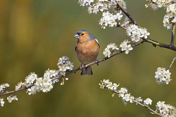 Chaffinch (Fringilla coelebs) male perched on flowering tree branch, Norfolk, England