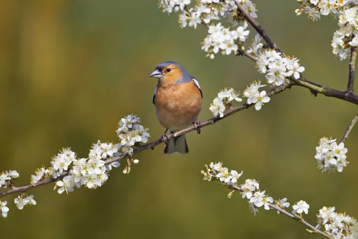 Framed Print : Chaffinch (Fringilla coelebs) male perched on flowering tree branch, Norfolk, England Framed Print : Chaffinch (Fringilla coelebs) male perched on flowering tree branch, Norfolk, England