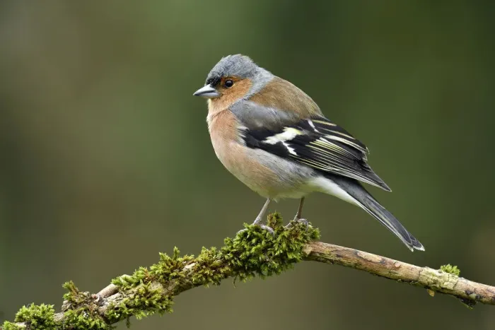 Framed Print : Chaffinch (Fringilla coelebs) male perched on mossy branch, Buckinghamshire, England Framed Print : Chaffinch (Fringilla coelebs) male perched on mossy branch, Buckinghamshire, England