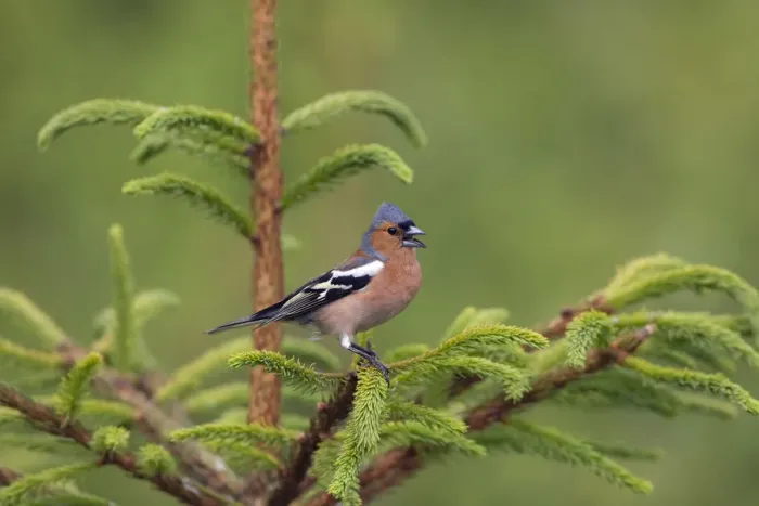 Framed Print : Chaffinch (Fringilla coelebs) male singing, Norfolk, UK June Framed Print : Chaffinch (Fringilla coelebs) male singing, Norfolk, UK June