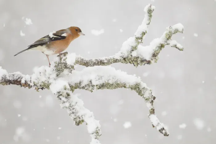 Framed Print : Chaffinch (Fringilla coelebs) male in snowstorm, Glenfeshie, Scotland, UK, February Framed Print : Chaffinch (Fringilla coelebs) male in snowstorm, Glenfeshie, Scotland, UK, February