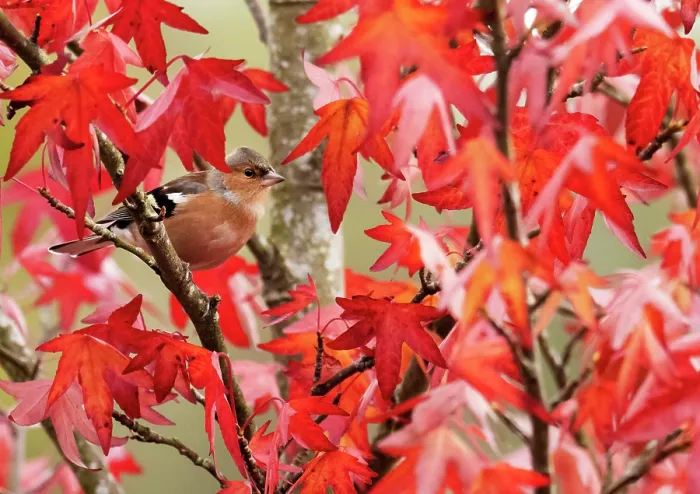 Framed Print : Chaffinch (Fringilla coelebs) perched in Sweetgum (Liquidambar styraciflua) tree, Ambleside, Lake District, Cumbria, UK. October Framed Print : Chaffinch (Fringilla coelebs) perched in Sweetgum (Liquidambar styraciflua) tree, Ambleside, Lake District, Cumbria, UK. October