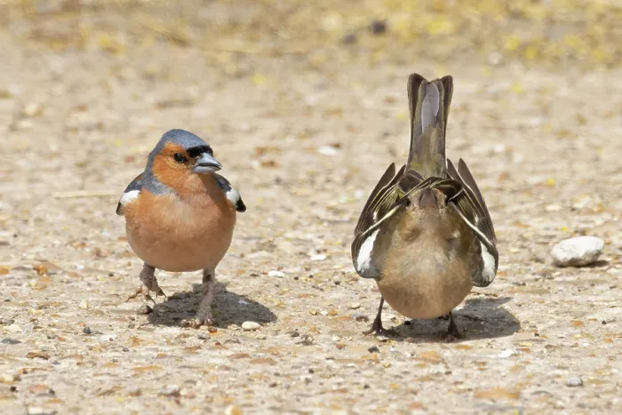 Framed Print : Chaffinches (Fringilla coelebs) pair, displaying mating behaviour, Suffolk, England, UK. June Framed Print : Chaffinches (Fringilla coelebs) pair, displaying mating behaviour, Suffolk, England, UK. June